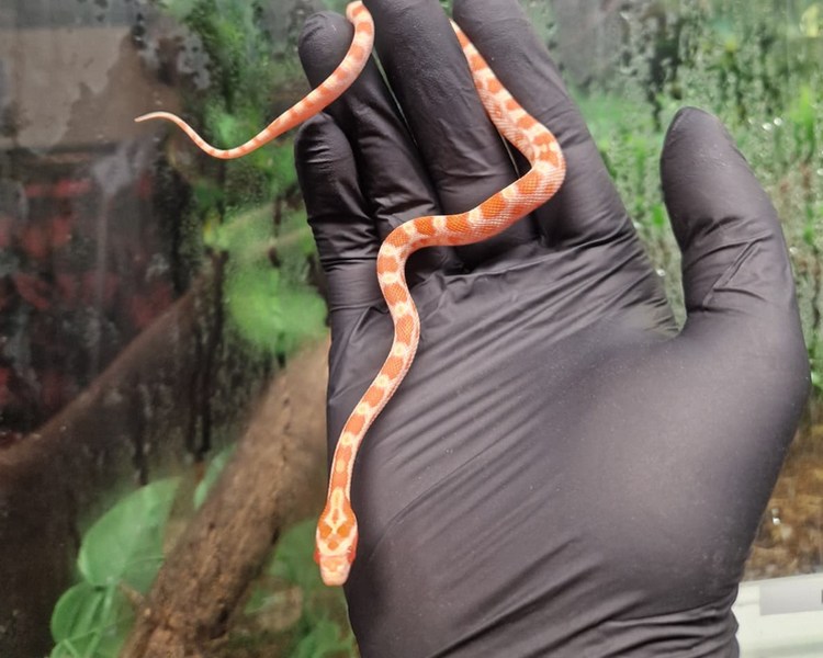 Amel Corn Snake - Juvenile