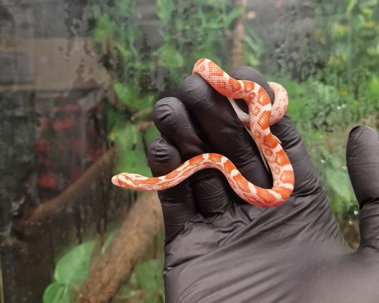 Amel Corn Snake - Juvenile