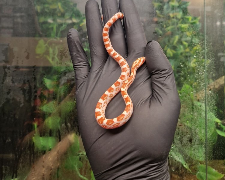 Amel Corn Snake - Juvenile