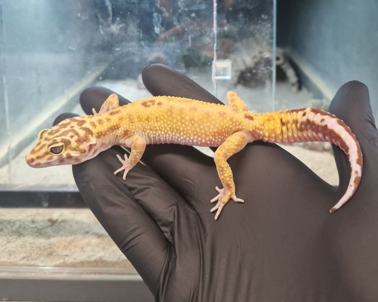 Aptor Leopard Gecko - Juvenile