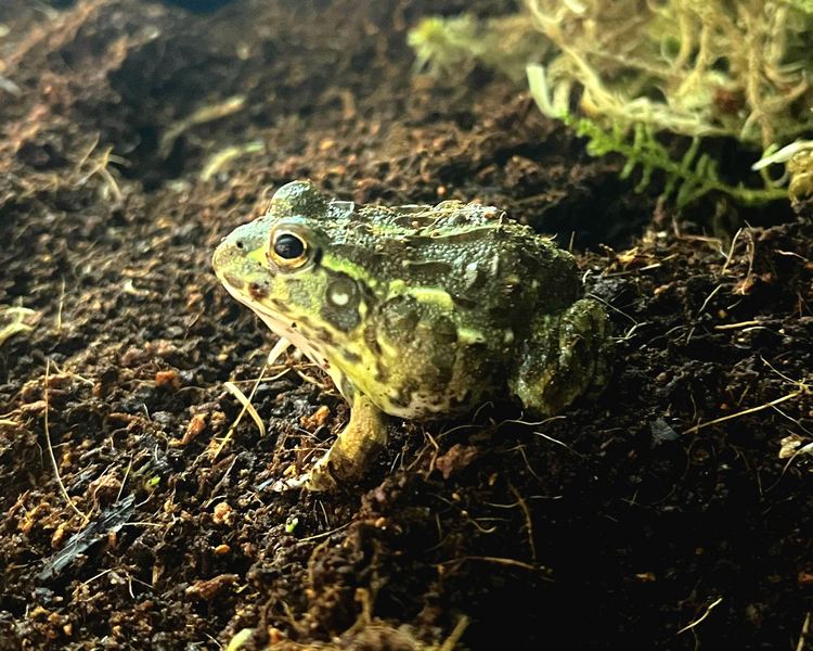 African Bullfrog - Juvenile