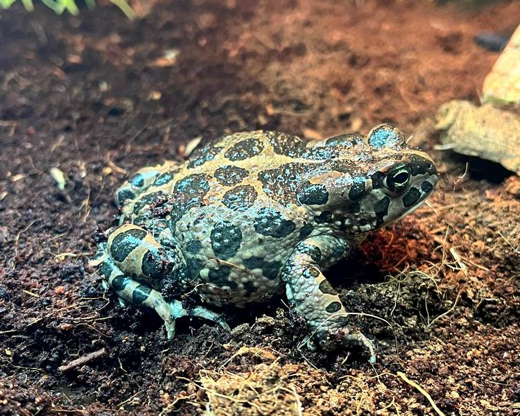 African Green Toad - Adult
