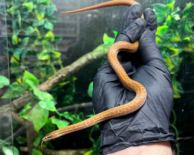 African House Snake Het Albino - Juvenile