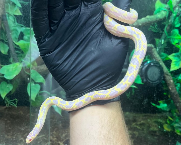 Albino  Aberrant California King Snake - Grown On Juvenile