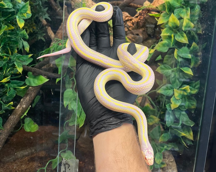 Albino  Aberrant California King Snake - Sub Adult