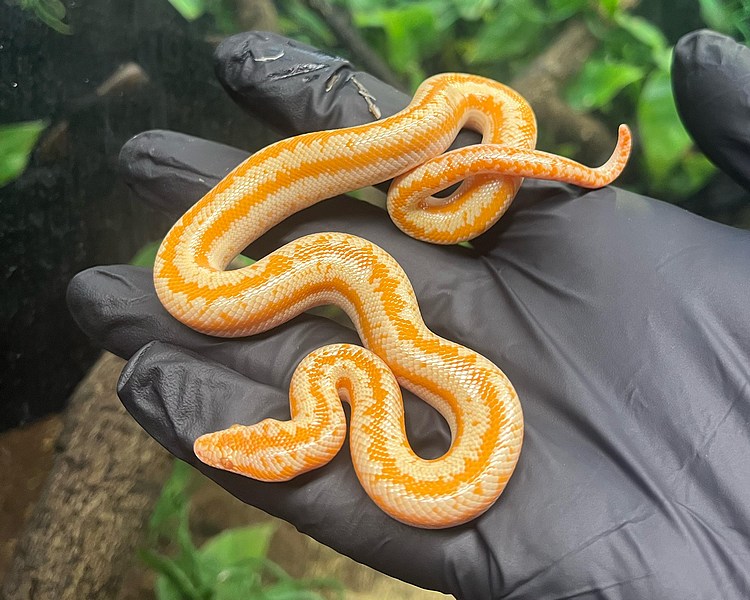 Albino Coastal Rosy Boa - Juvenile