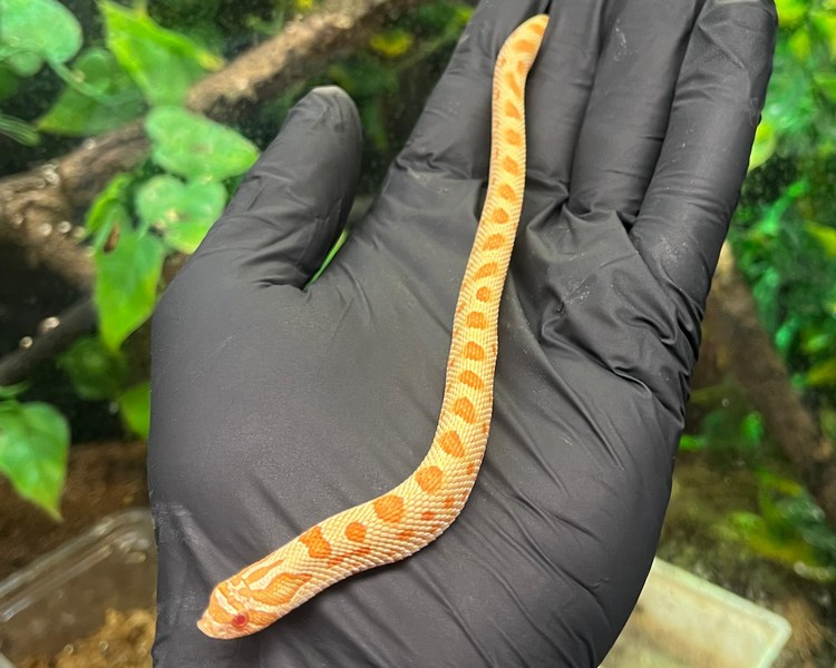 Albino Conda Western Hognose - Juvenile - Female
