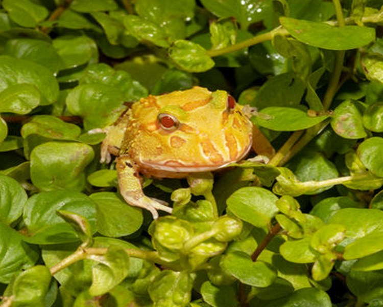 Albino Pacman Frog - Juvenile