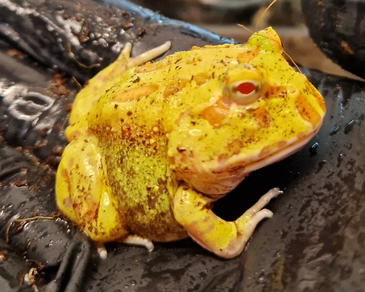 Albino Pacman Frog - Juvenile