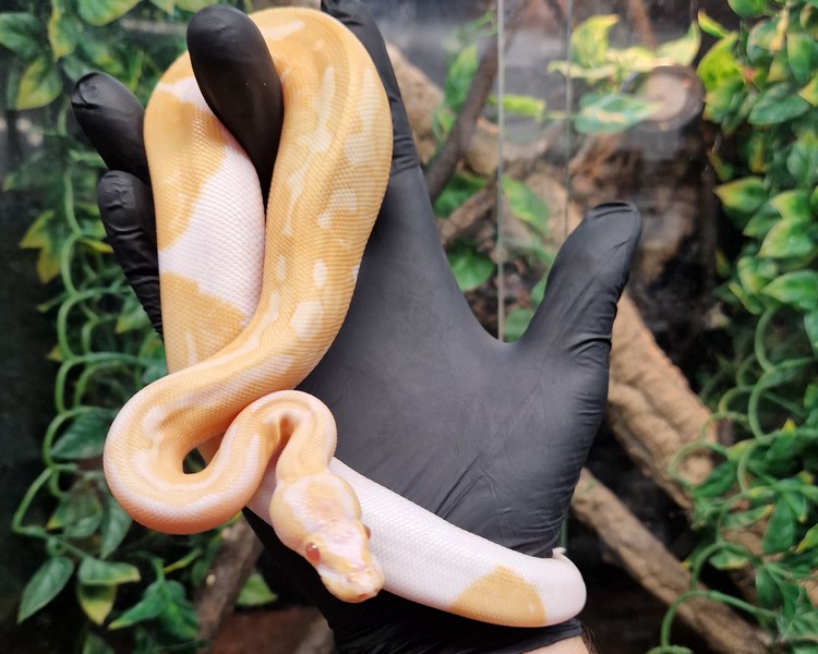 Albino Pied Royal Python - Juvenile