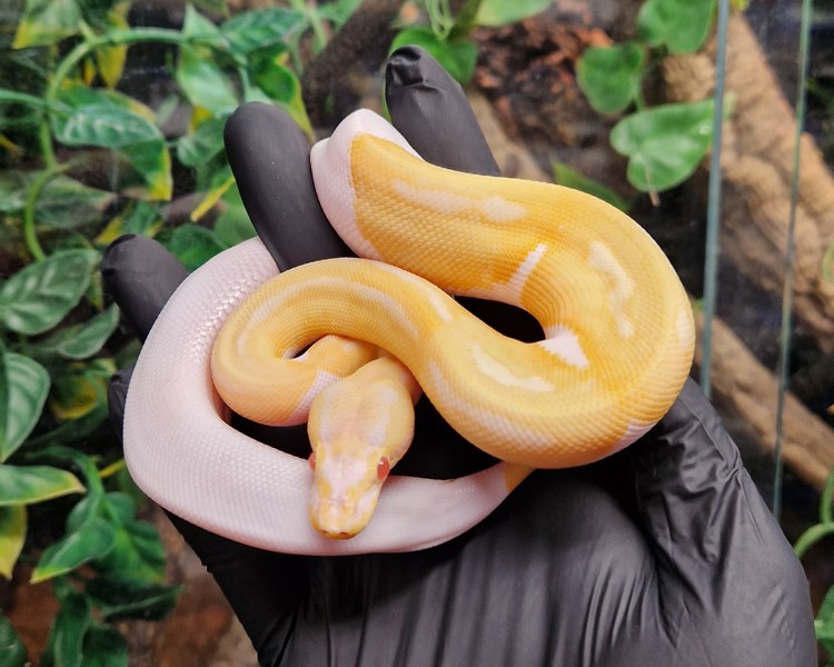 Albino Pied Royal Python - Juvenile