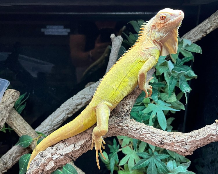 Albino Red Hypo Iguana - Juvenile