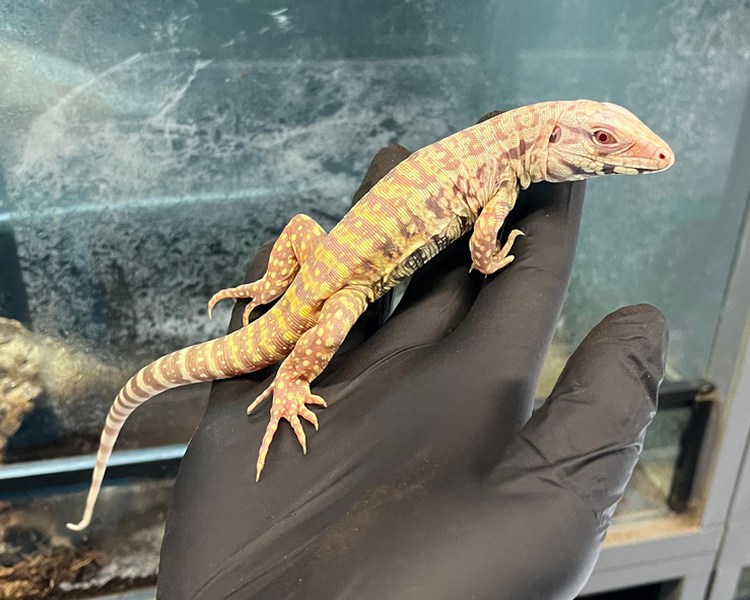 Albino Tegu - Juvenile
