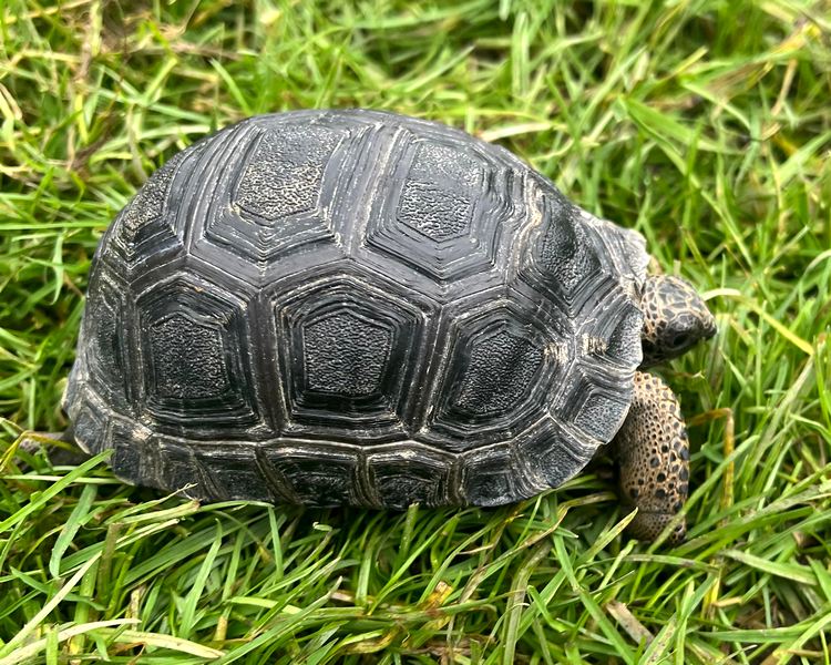 Aldabra Giant Tortoise - Juvenile