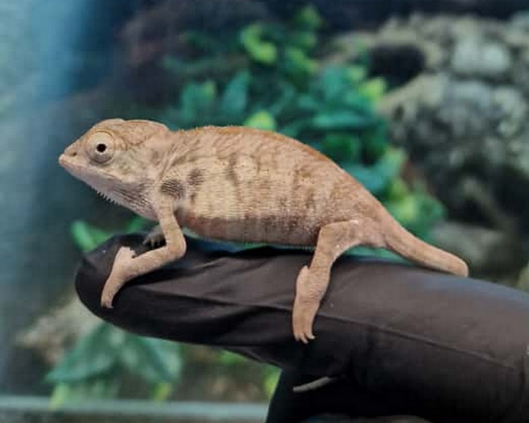 "Ambilobe" Panther Chameleon - Juvenile - Female