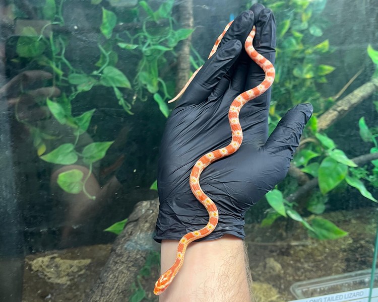 Amel Corn Snake - Juvenile