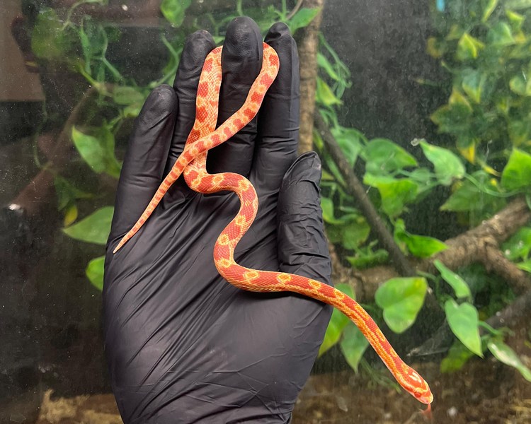 Amel Corn Snake - Juvenile