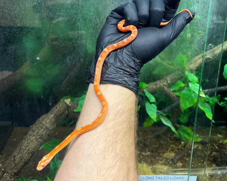 Amel Motley Corn Snake - Juvenile - Female