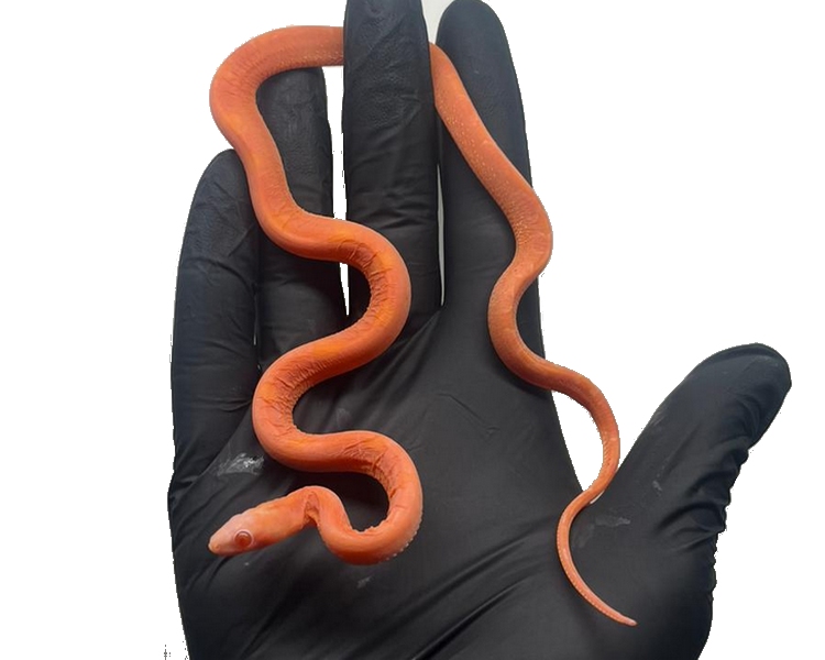 Amel Scaleless Cornsnake - Juvenile