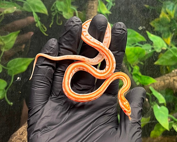 Amel Tessera Corn Snake - Juvenile - Female