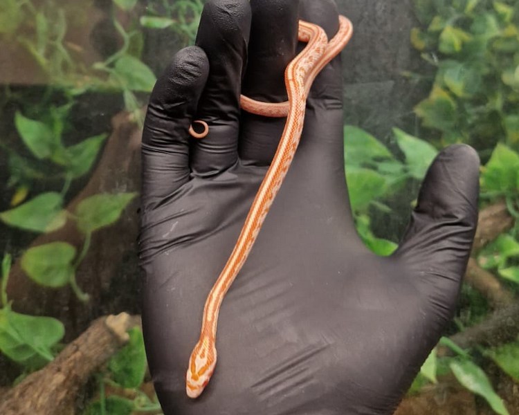 Amel Tessera Corn Snake - Juvenile - Male