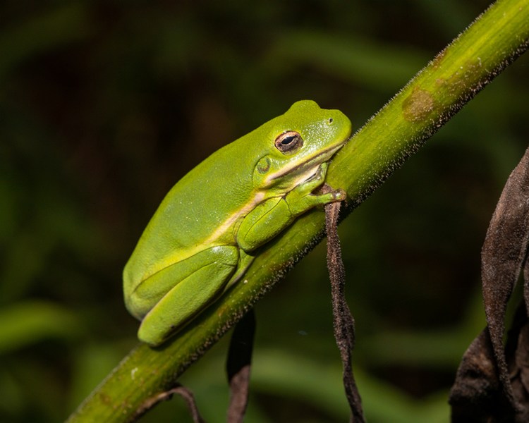 American Green Tree Frog - Sub Adult