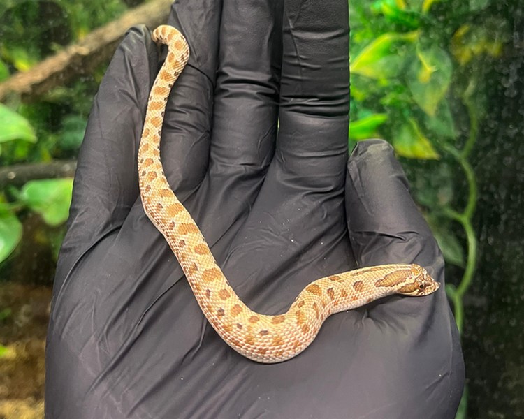 Anaconda Western Hognose - Juvenile