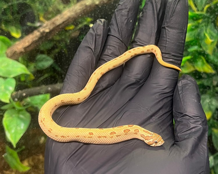 Anaconda Western Hognose - Juvenile