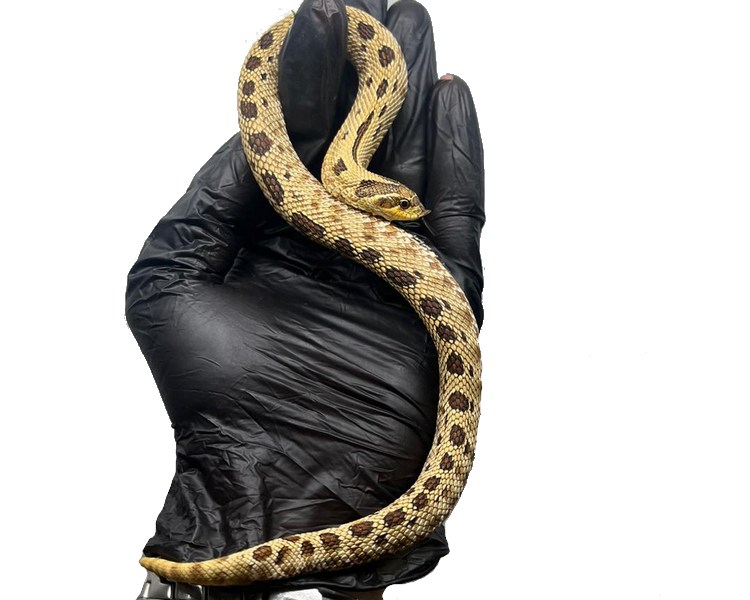 Anaconda Western Hognose - Grown On Juvenile - Male