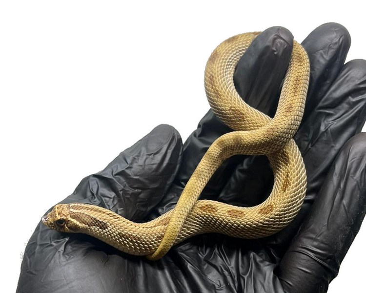 Anaconda Western Hognose - Juvenile