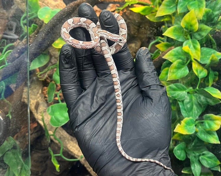 Anery 66% Het Palmetto Corn Snake - Juvenile