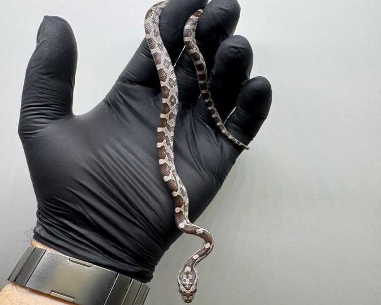 Anery Corn Snake - Juvenile - Female