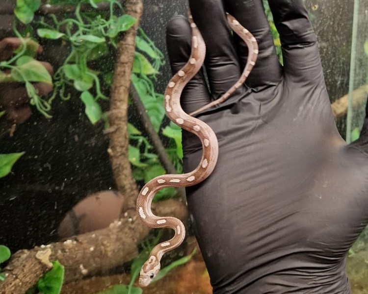 Anery Corn Snake - Juvenile - Female