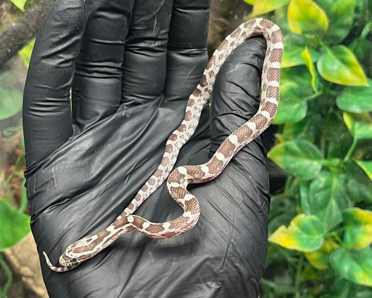 Anery Corn Snake - Juvenile