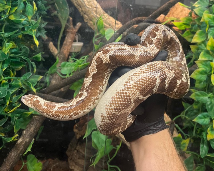 Anery Kenyan Sand Boa - Adult - Female