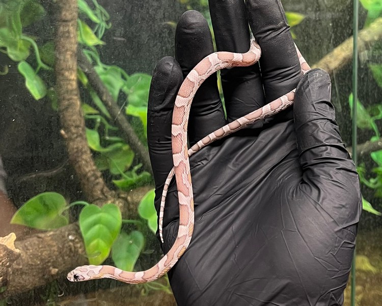 Anery Sunkissed Corn Snake - Juvenile - Female