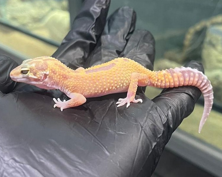 Aptor Leopard Gecko - Juvenile - Female