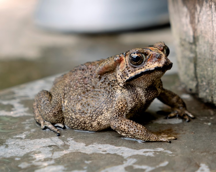 Asian Spiny Toad - Adult