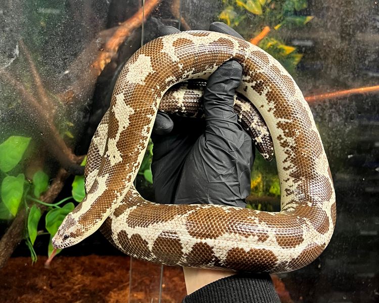Axanthic Kenyan Sand Boa - Adult - Female