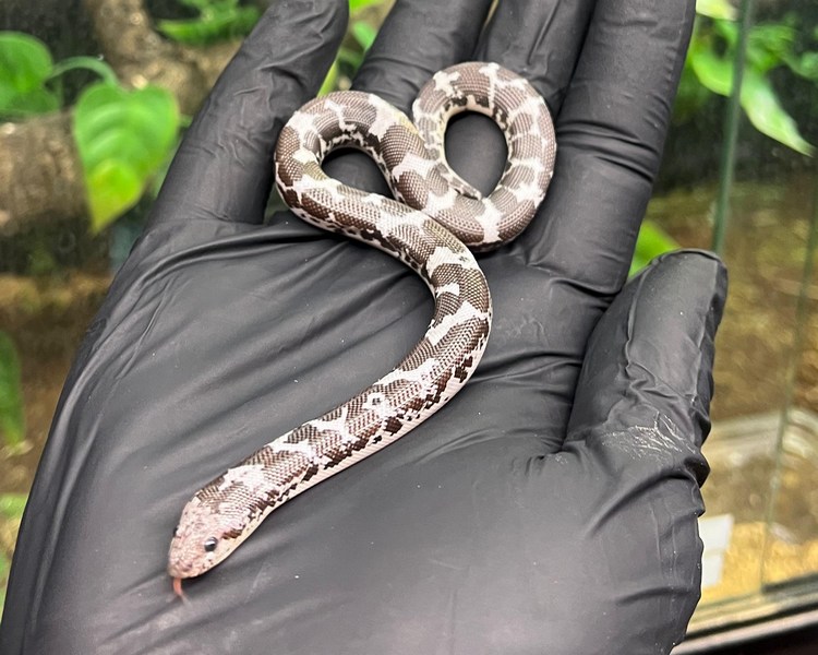 Axanthic Kenyan Sand Boa - Juvenile