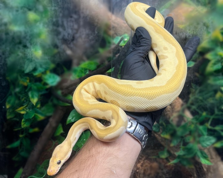 Banana Black Pastel Leopard Clown Royal Python - Sub Adult -Male