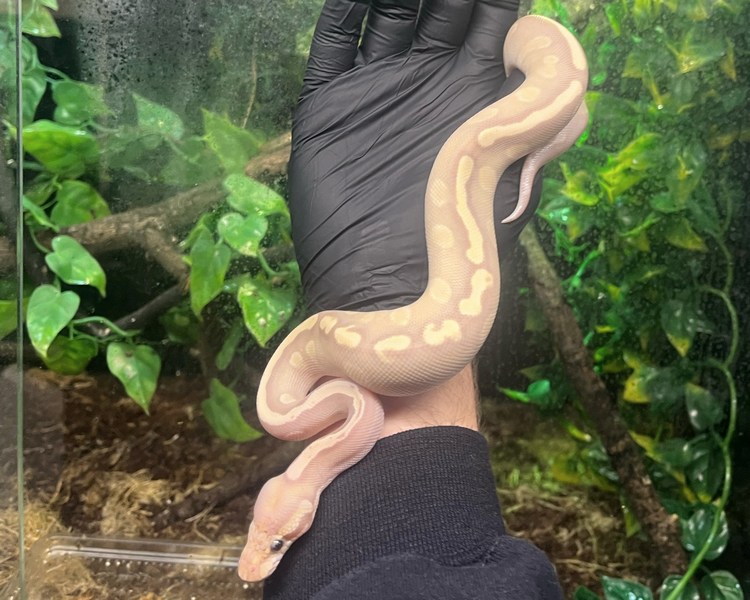 Banana GHI Mojave Royal Python - Juvenile - Male