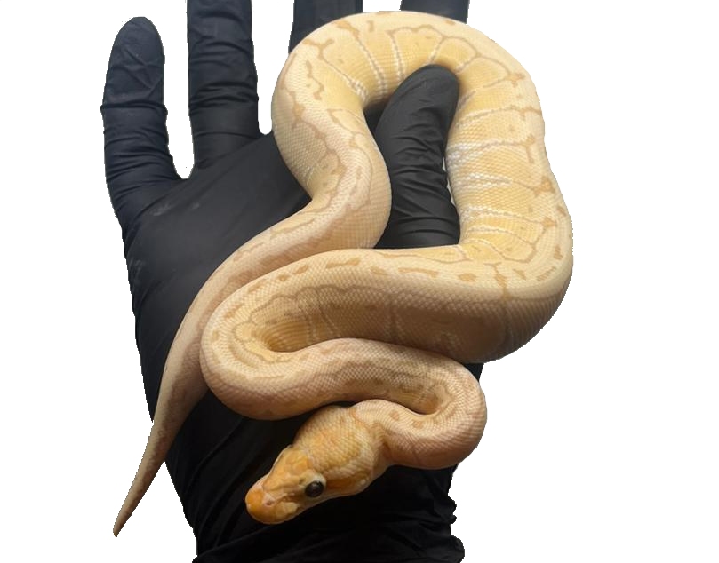 Banana Mojave Pastel Royal Python - Juvenile - Male