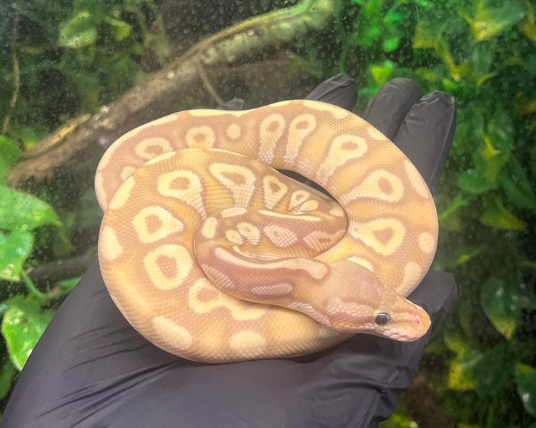 Banana OD Royal Python - Juvenile-Male