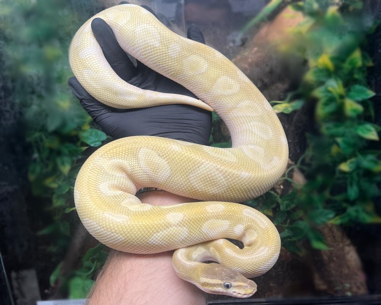 Banana Mojave Special Pastel Royal Python - Sub Adult - Female