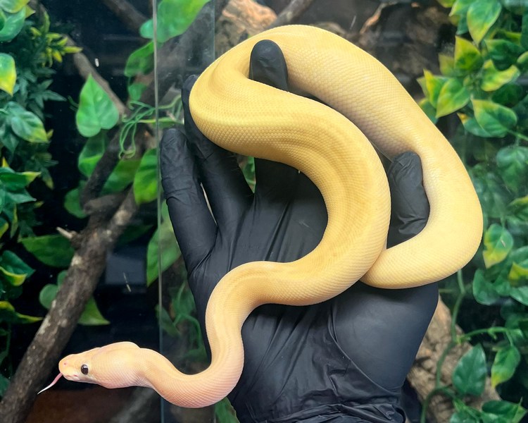 Banana Pinstripe GHI Het Pied Royal Python - Juvenile - Male