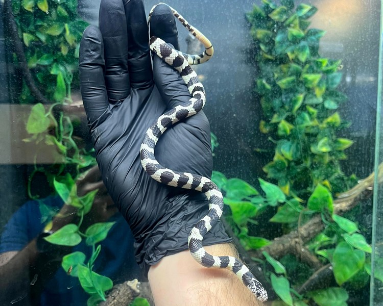 Banded California King Snake - Juvenile