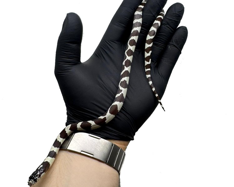 Banded California King Snake - Juvenile