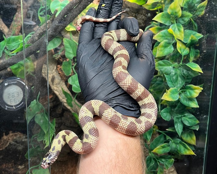 Banded Triple Het California King Snake - Female - Sub Adult