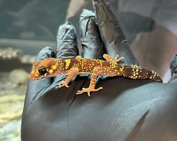 Barking Gecko - Sub Adult - Female